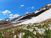 Festa di crocus e camosci sui sentieri per la FORCELLA ROSSA da San Simone-Baita Camoscio – 15magg25 - FOTOGALLERY